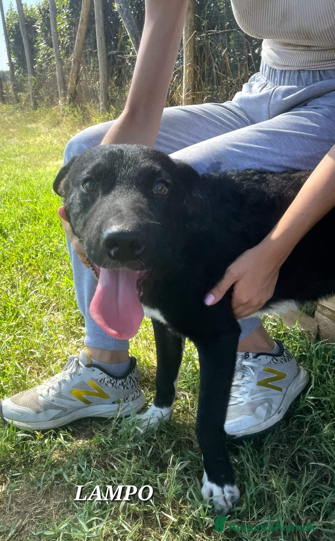 Meticcio cani in regalo: LAMPO, detto quattro calzini, cucciolo a Provincia di Latina - Annuncio 3