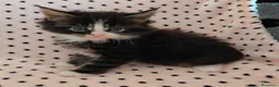 Maine Coon gatti in vendita: Cuccioli Maine coon  - Annuncio 10