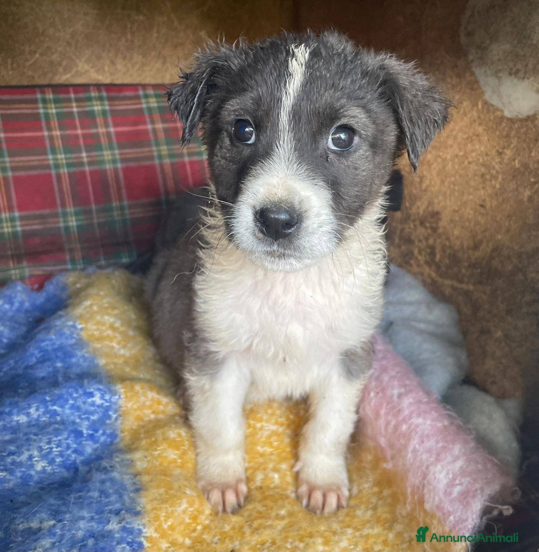 Meticcio cani in regalo: 4 cucciolotti meravigliosi cercano casa - Annuncio 20