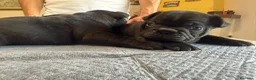 Bulldog Francese cani in vendita: bulldog francese bull dog animali - Annuncio 34