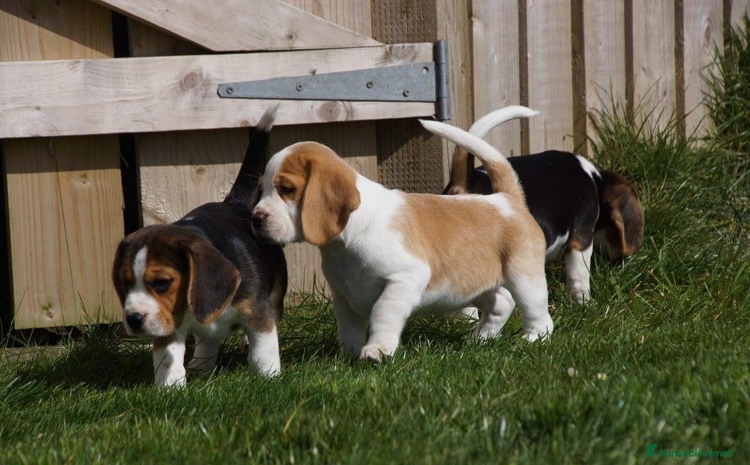 Beagle cani in vendita: Cuccioli di Beagle robusti e magnifici, KC Reg a Città metropolitana di Milano - Immagine 1