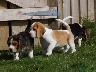 Beagle cani Cuccioli di Beagle robusti e magnifici, KC Reg a Città metropolitana di Milano - Annuncio 2