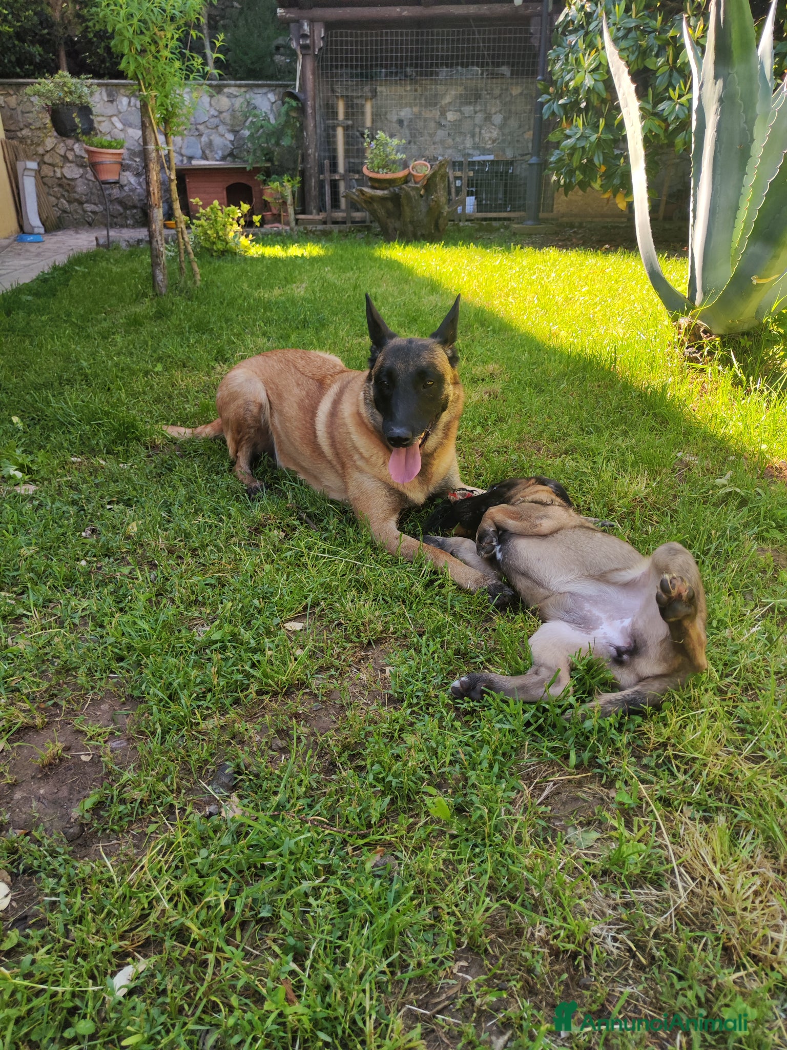 Pastore Belga cani Cuccioli Pastore Belga Malinois - Annuncio 1