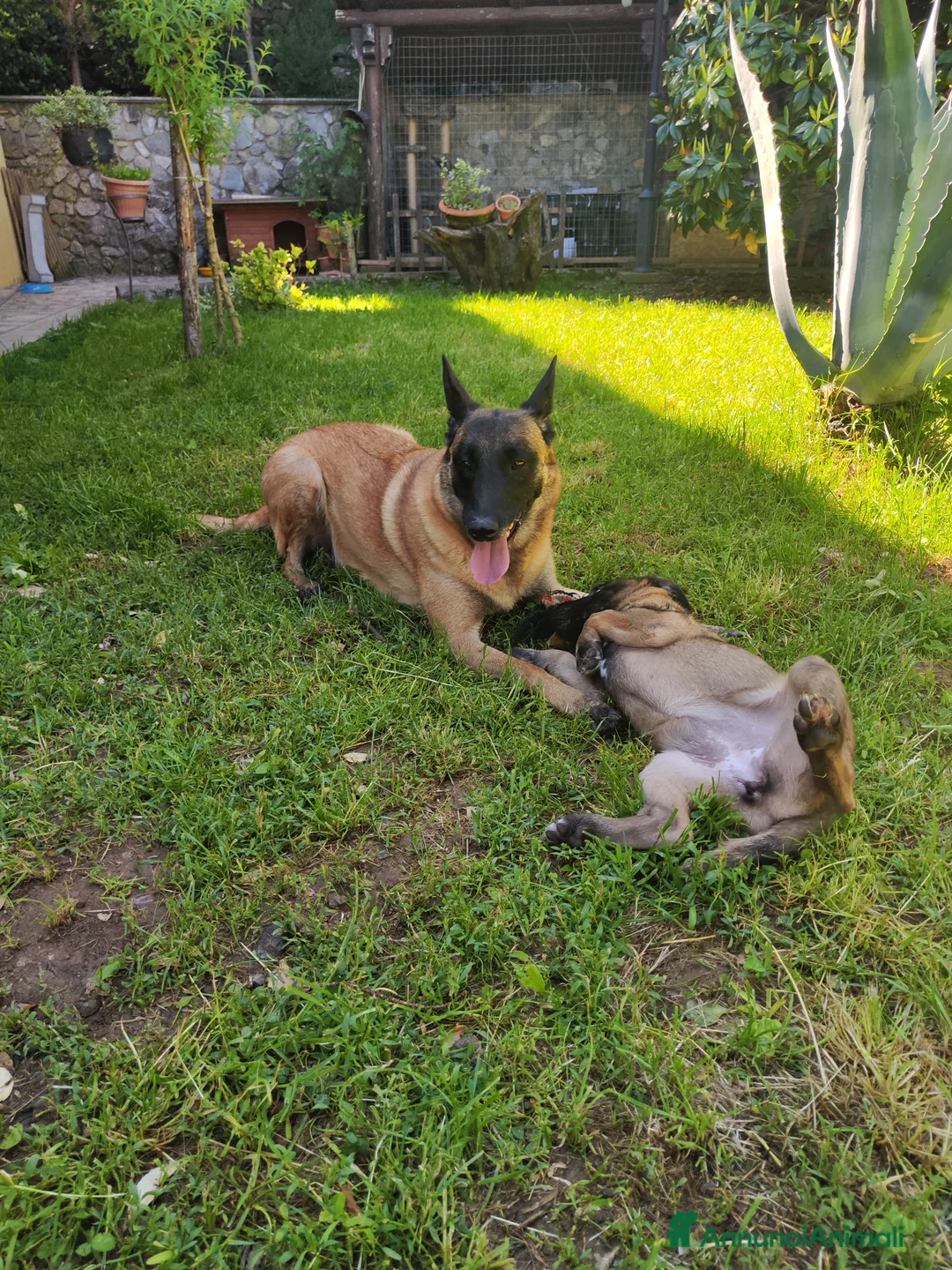 Pastore Belga cani in vendita: Cuccioli Pastore Belga Malinois a Provincia di Cosenza - Annuncio 1