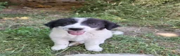 Meticcio cani in vendita: 🐶 Cucciola femmina bianca con macchie nere - Annuncio 13