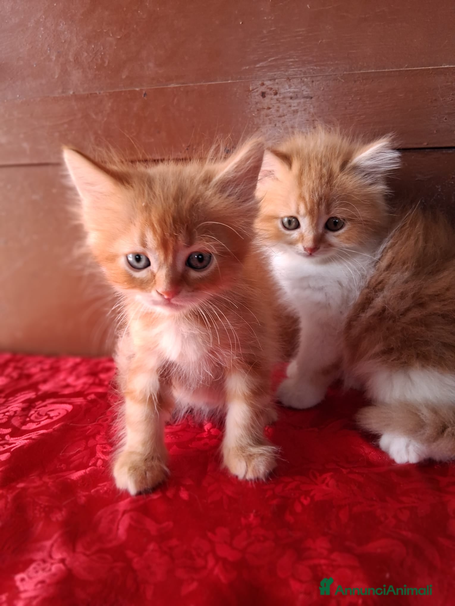 Persiano gatti Simil Persiani  - Annuncio 1