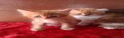 Persiano gatti in vendita: Simil Persiani  a Città metropolitana di Roma Capitale - Annuncio 1