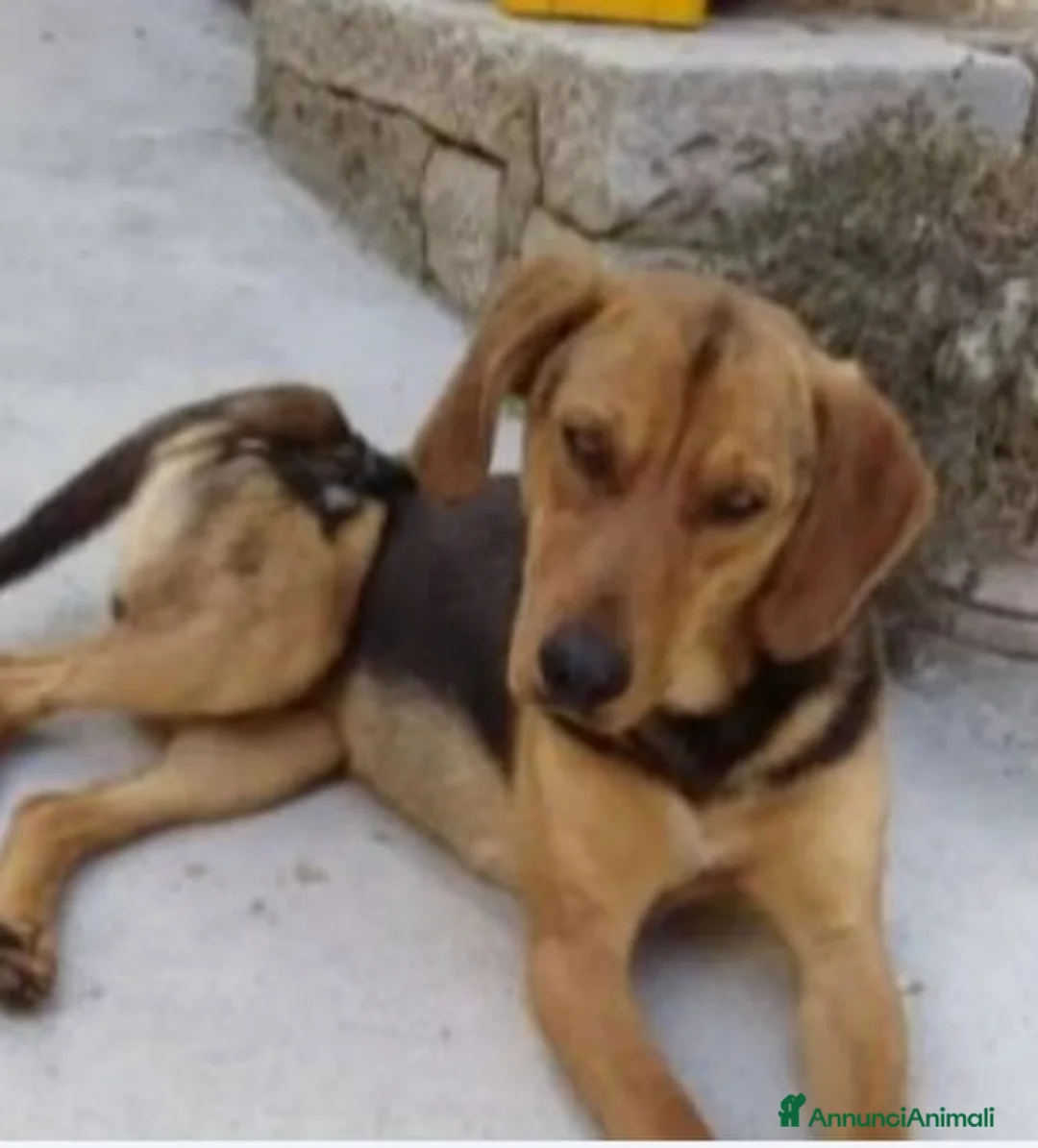 Segugio cani in regalo: Segugio 15/18mesi veniva cacciato a calci.MOLISE a Città metropolitana di Milano - Annuncio 6