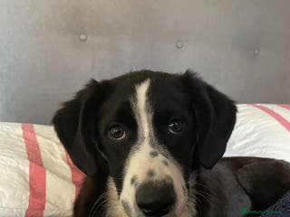 Meticcio cani KITTY - Annuncio 28