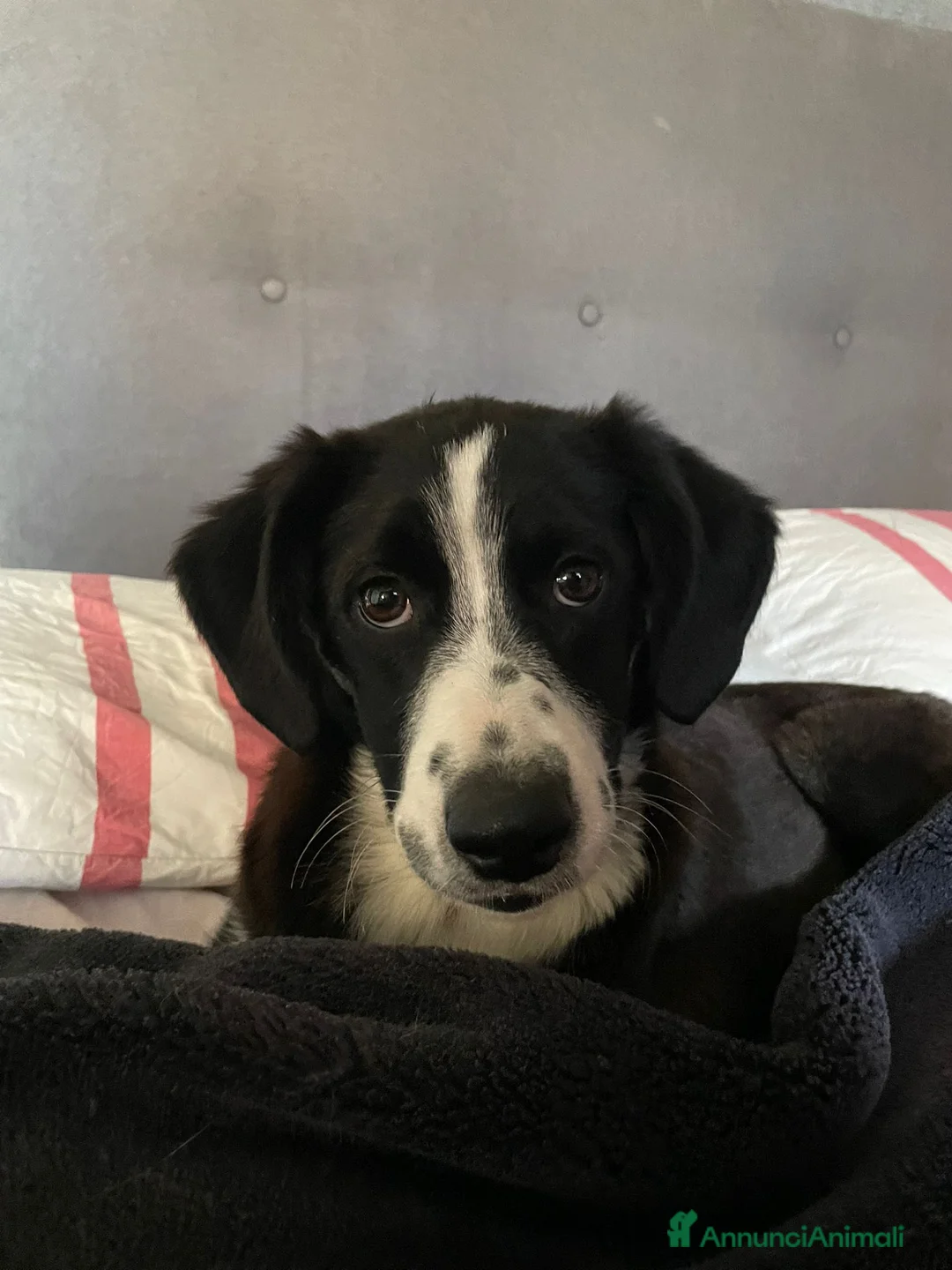 Meticcio cani in regalo: KITTY - Annuncio 1