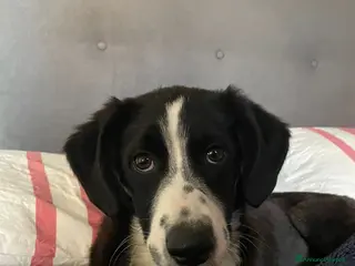 Meticcio cani KITTY - Annuncio 32