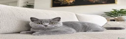Scottish gatti in vendita: British Scottsh  - Annuncio 7