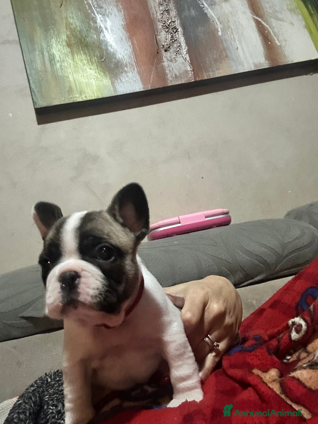 Bulldog Francese cani in vendita: Bulldog francese  - Annuncio 4