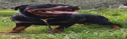 Rottweiler cani in vendita: Cuccioli rottweiler  - Annuncio 2