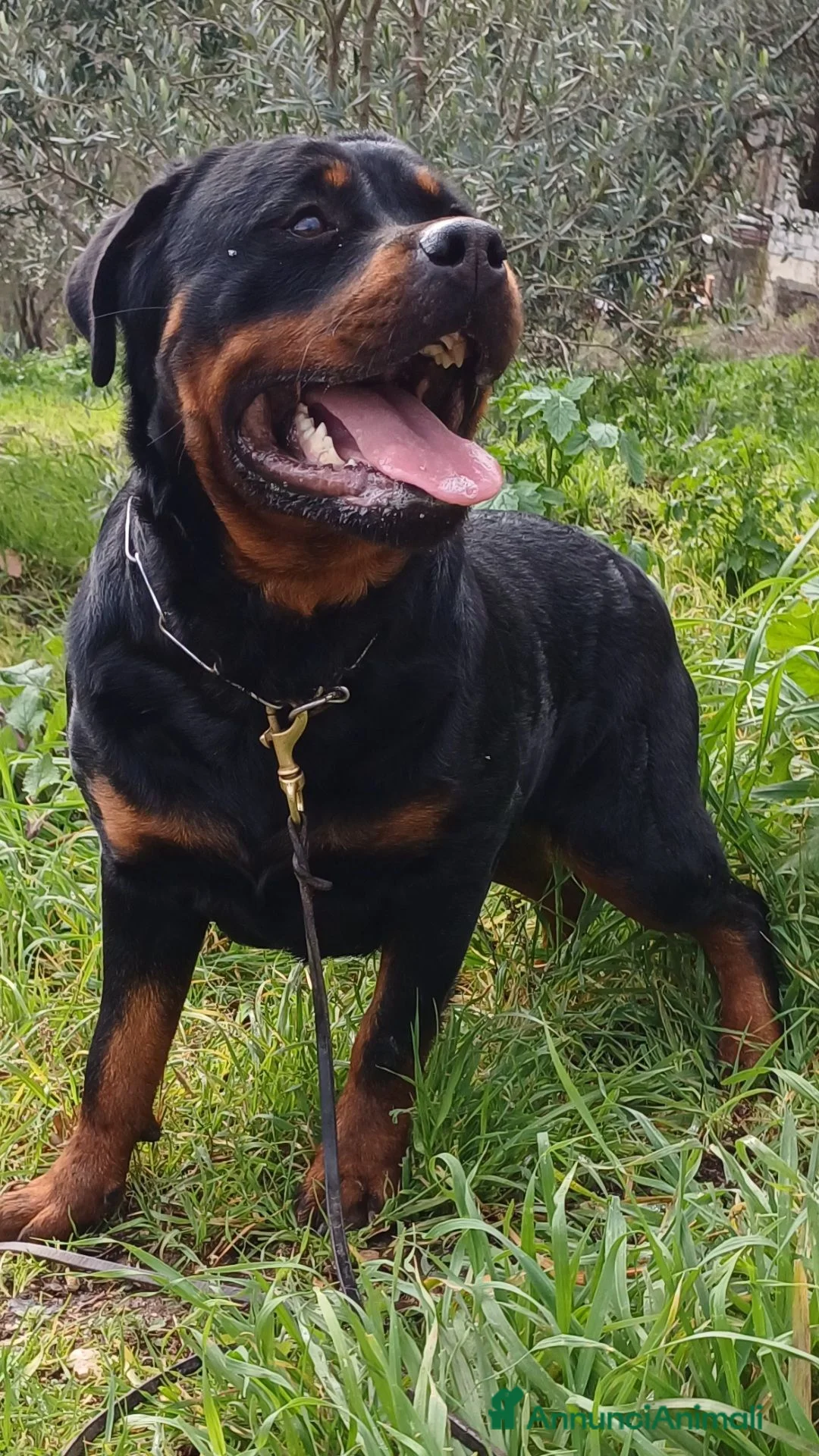 Rottweiler cani in vendita: Cuccioli rottweiler  - Annuncio 2