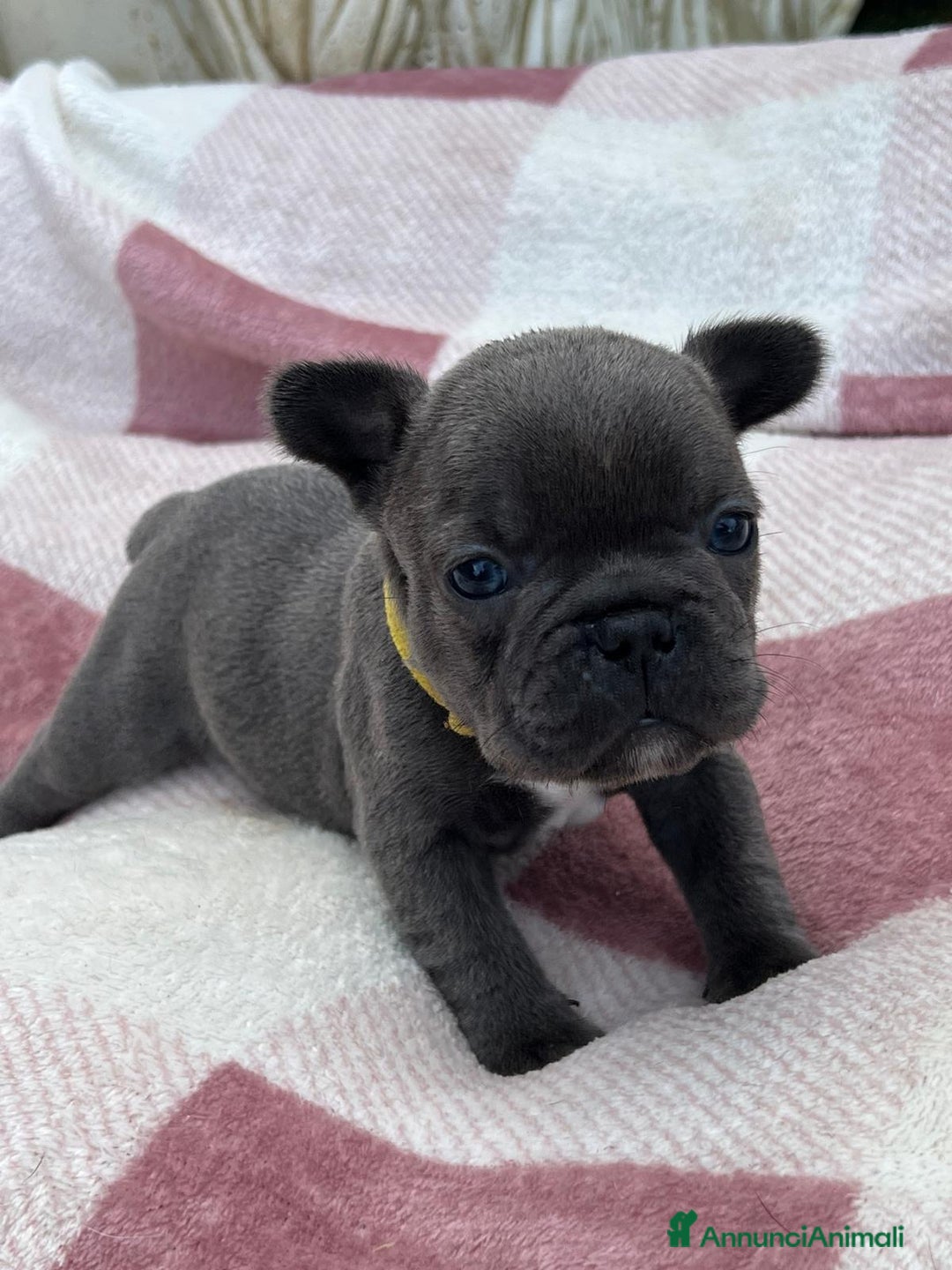 Bulldog Francese cani in vendita: Cuccioli bulldog francese esotici blu - Annuncio 24