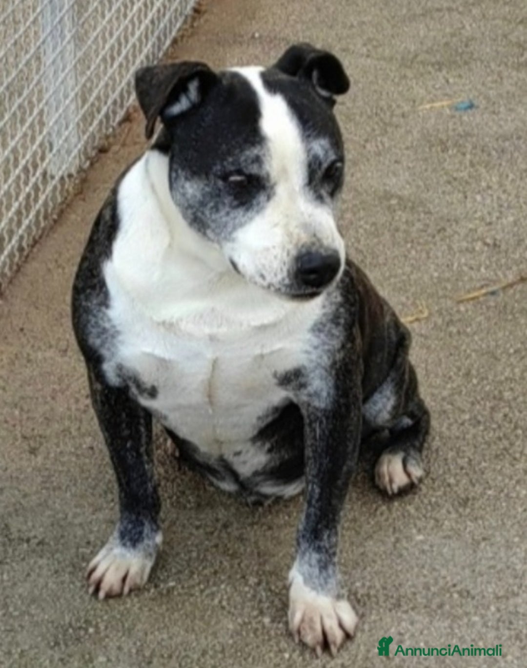 Meticcio cani in regalo: Zeus molossino invecchia in canile.CASERTA  a Città metropolitana di Milano - Annuncio 3