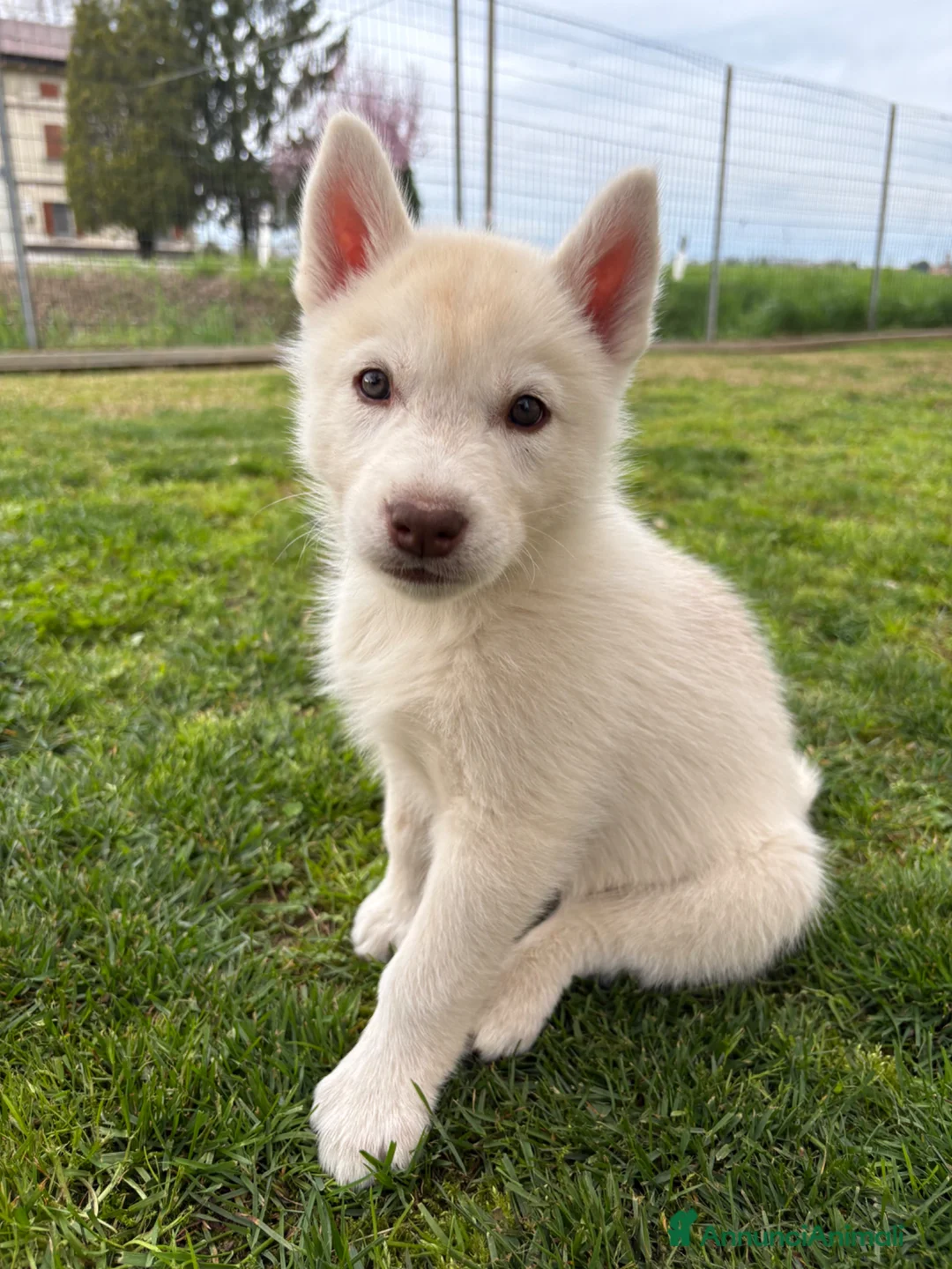 Husky cani in vendita: Cucciolo di siberian Husky con pedigree - Annuncio 2