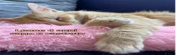 Meticcio gatti in regalo: TANTI MICINI SOLI! a Provincia di Vicenza - Annuncio 6