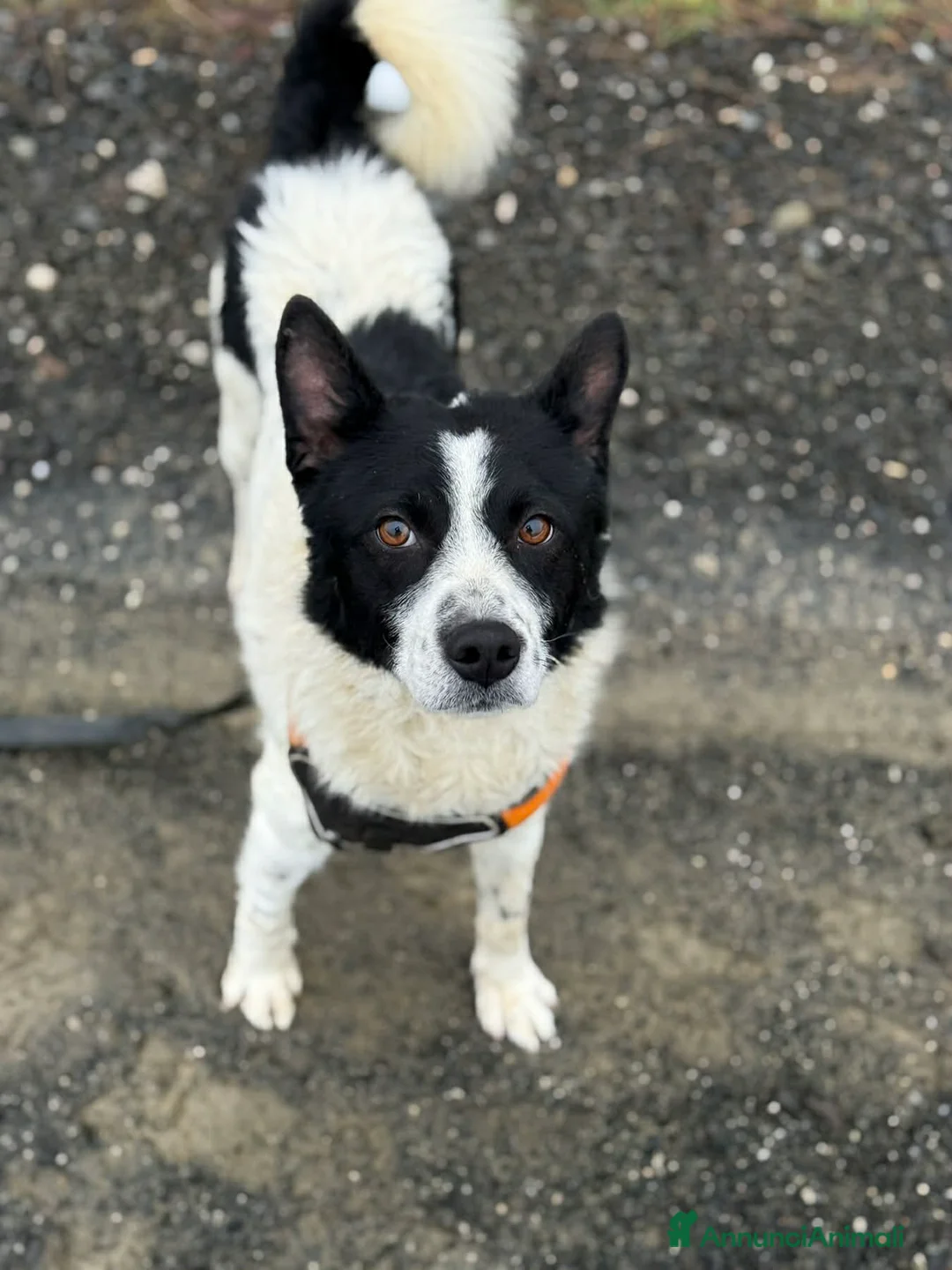 Meticcio cani in regalo: WEST, timido nanetto cerca famiglia! - Annuncio 1