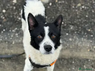 Meticcio cani WEST, timido nanetto cerca famiglia! - Annuncio 19