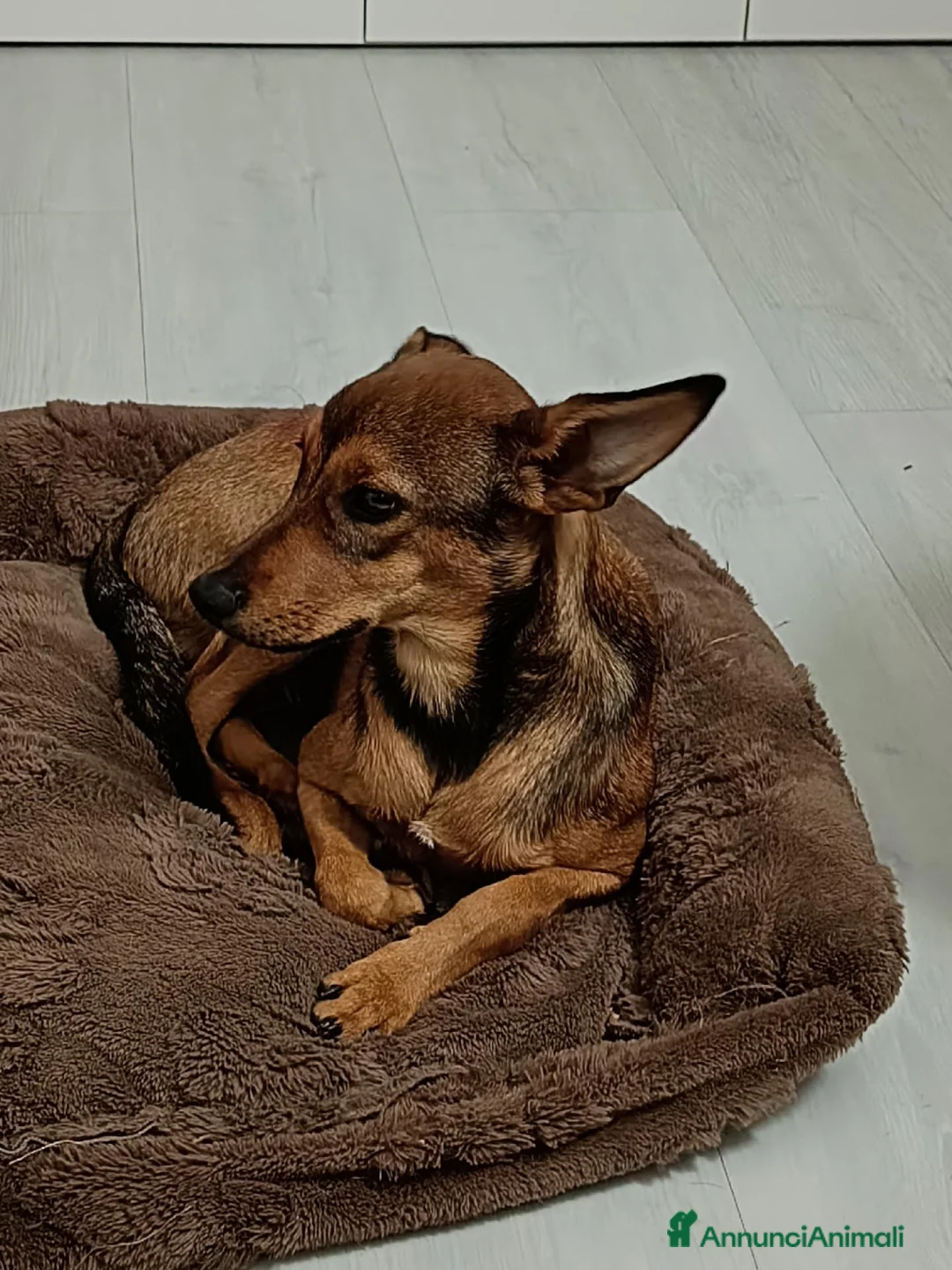 Meticcio cani in regalo: Regalo cucciolo  a Provincia di Bergamo - Annuncio 3