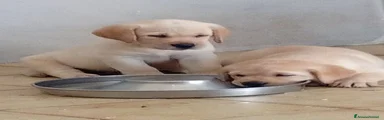 Labrador 1