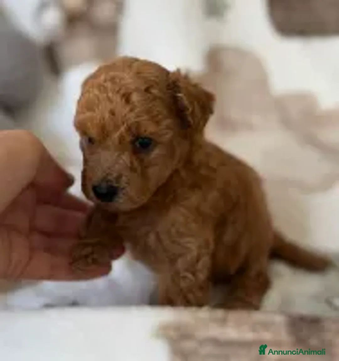 Barboncino cani in regalo: Cuccioli di Barboncino  a Provincia di Reggio Emilia - Annuncio 5