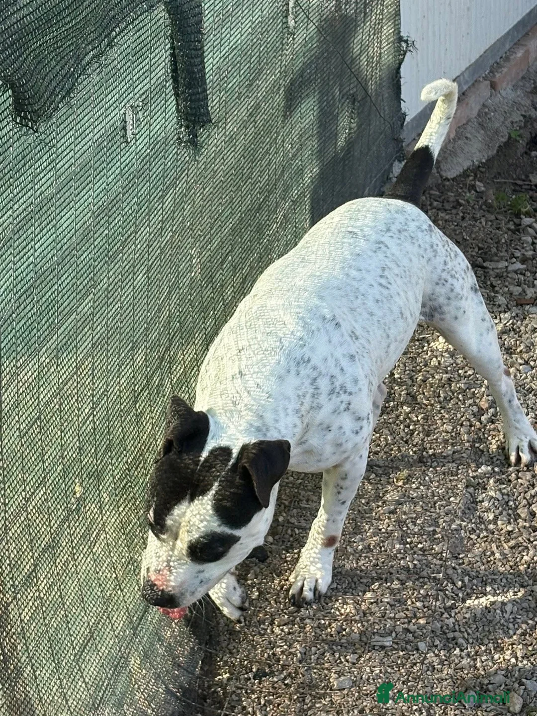 Altre razze cani in regalo: Desy solo 2 anni, mollossina taglia contenuta  - Annuncio 5