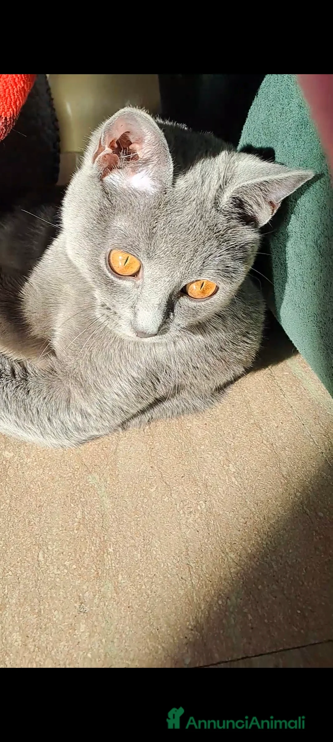 Certosino gatti in vendita: Gattini Certosini con Pedigree - Annuncio 1