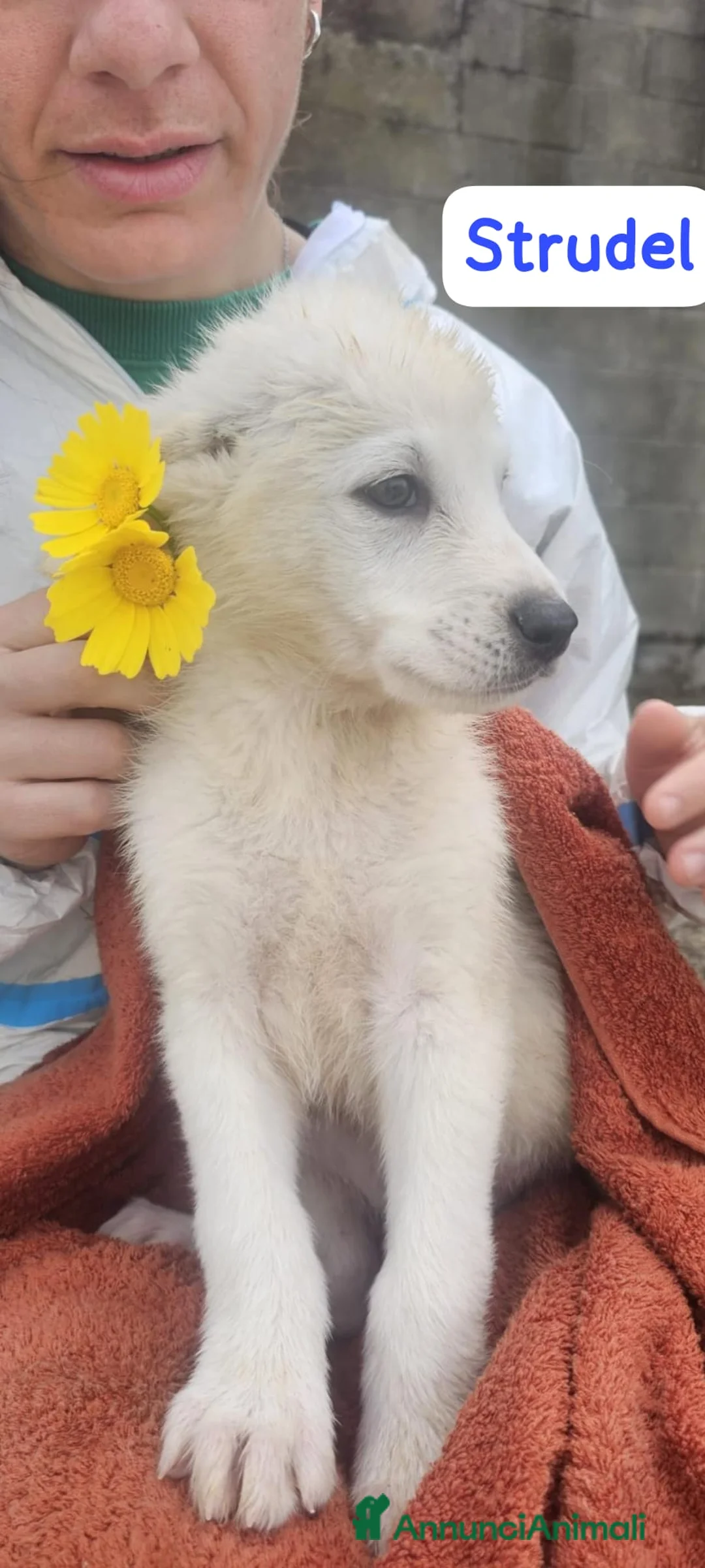 Meticcio cani in regalo: Strudel  a Provincia di Crotone - Annuncio 2