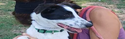 Meticcio cani in regalo: BELINDA E' RIMASTA SOLA, HA BISOGNO DI TE - Annuncio 4