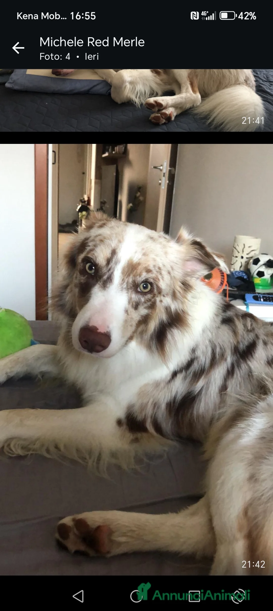 Border Collie cani in vendita:  Cucciolo di Border Collie  - Annuncio 5