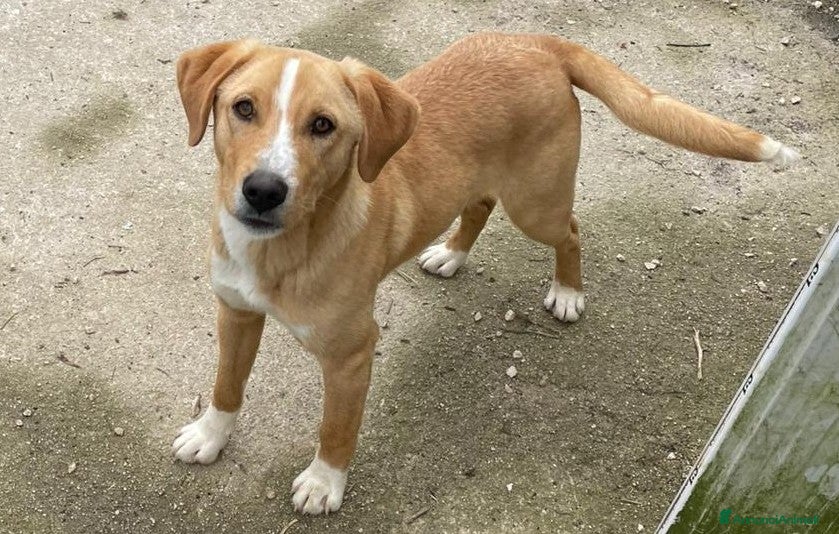 Meticcio cani IL BELLISSIMO OLIVER - Annuncio 9