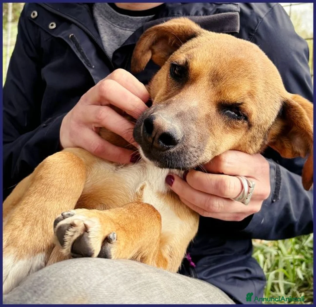Meticcio cani in regalo: GUE' vissuto per strada tg picc. - Annuncio 3