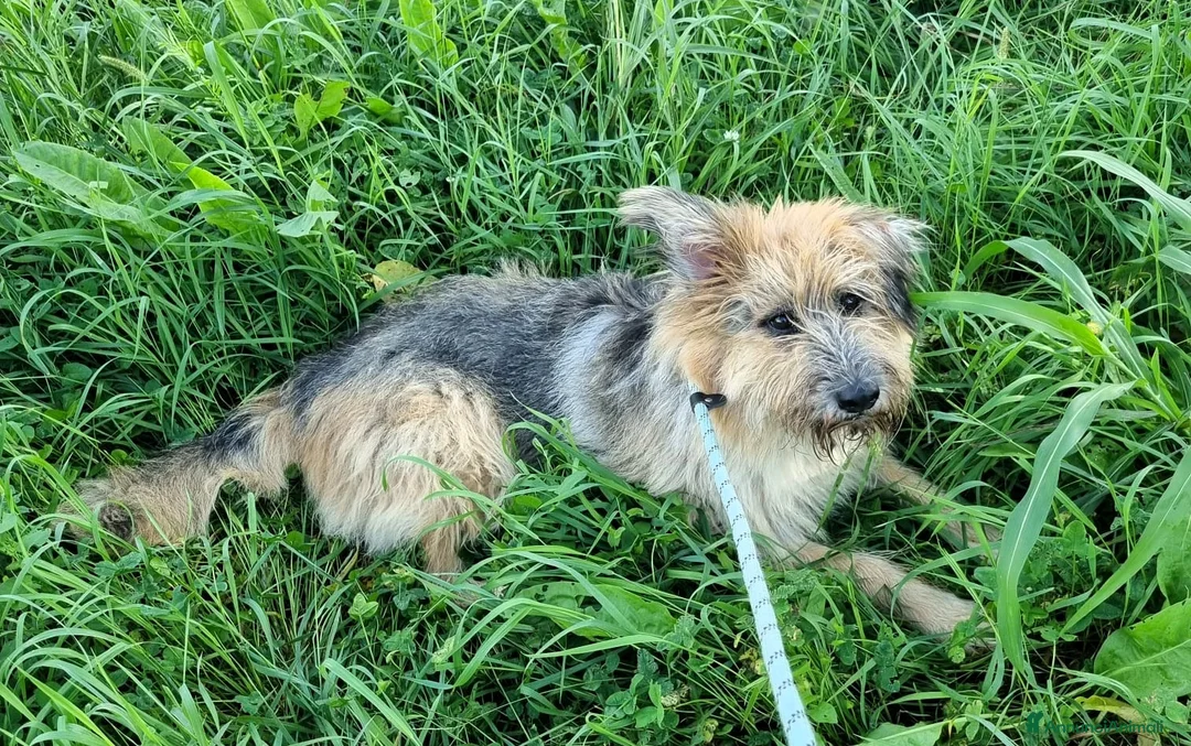 Meticcio cani in regalo: SPANK PASTORE BRIE - Annuncio 4