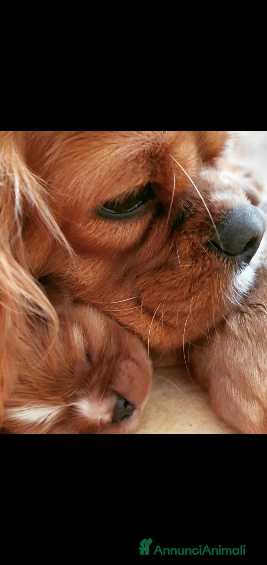 Cavalier King cani Cavalier king ruby  - Annuncio 1