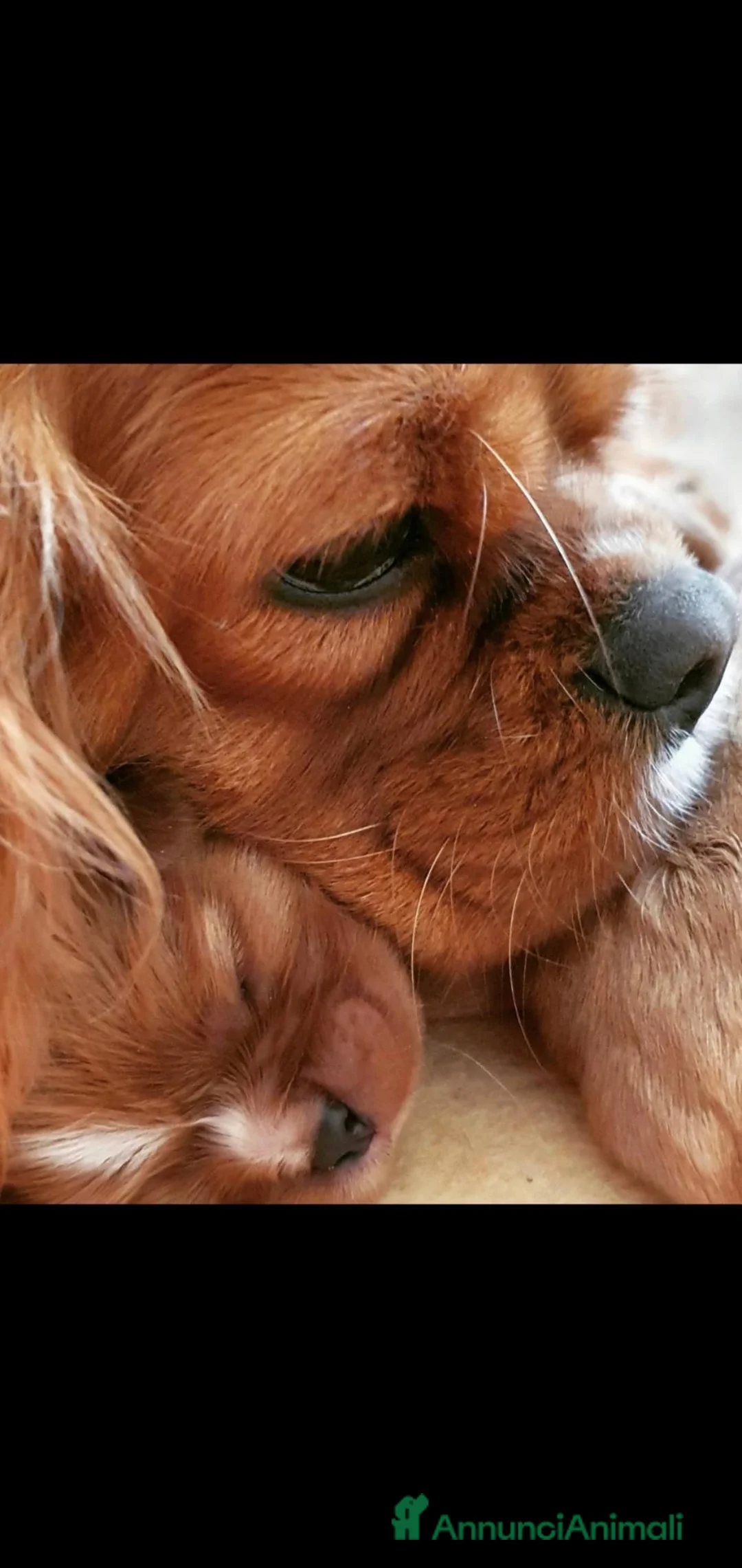 Cavalier King cani in vendita: Cavalier king ruby  a Provincia di Salerno - Annuncio 1