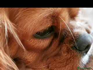 Cavalier King cani Cavalier king ruby - Annuncio 6