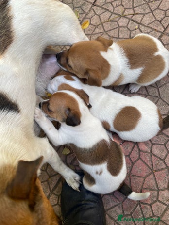 Jack Russell cani Cuccioli jack russell - Annuncio 2