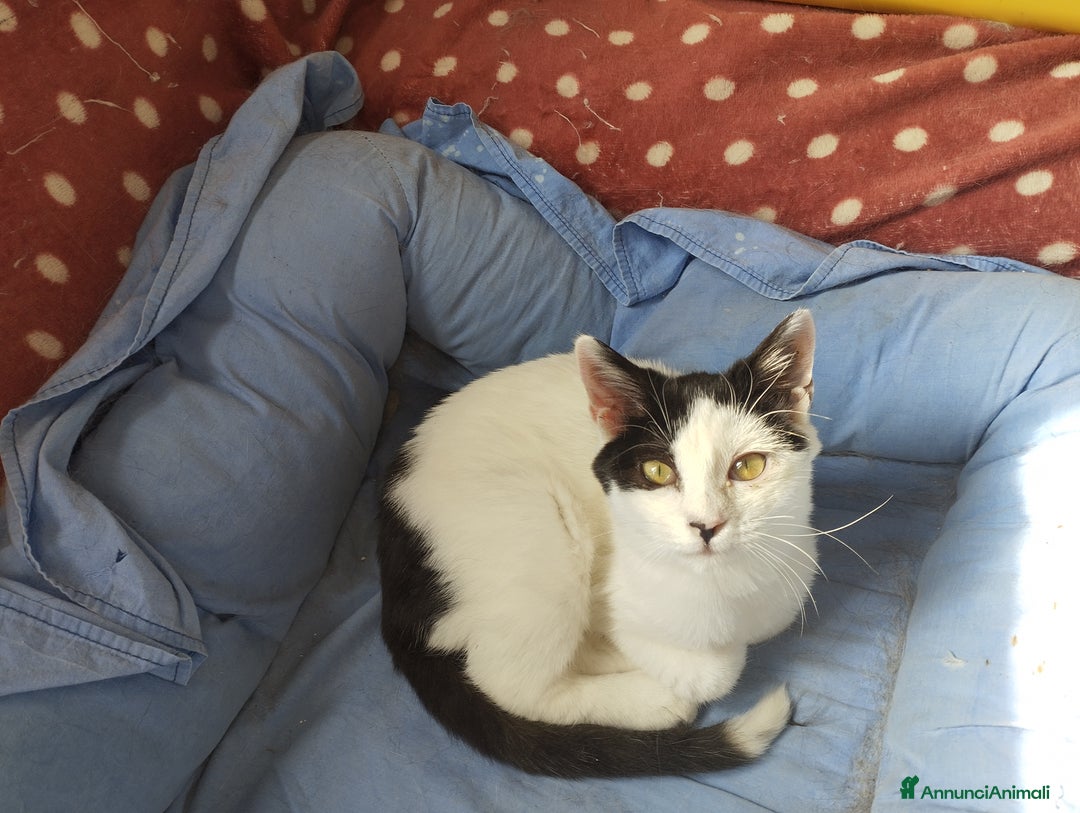 Europeo gatti in regalo: Simpaticissima Elly! - Annuncio 3