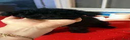 Barboncino Toy cani in vendita: Barboncini toy neri  - Annuncio 3