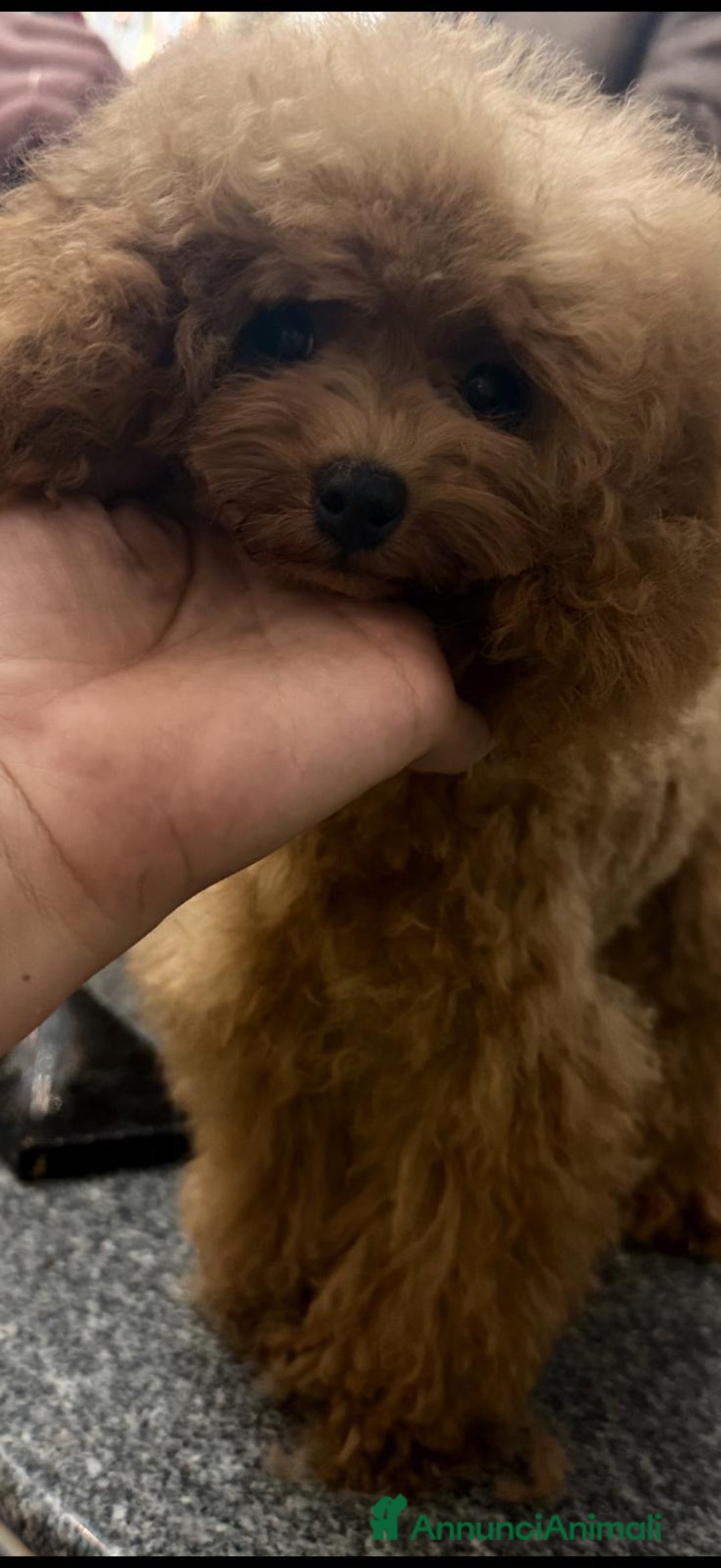 Barboncino Toy cani in vendita: Barboncino mini toy  - Annuncio 3