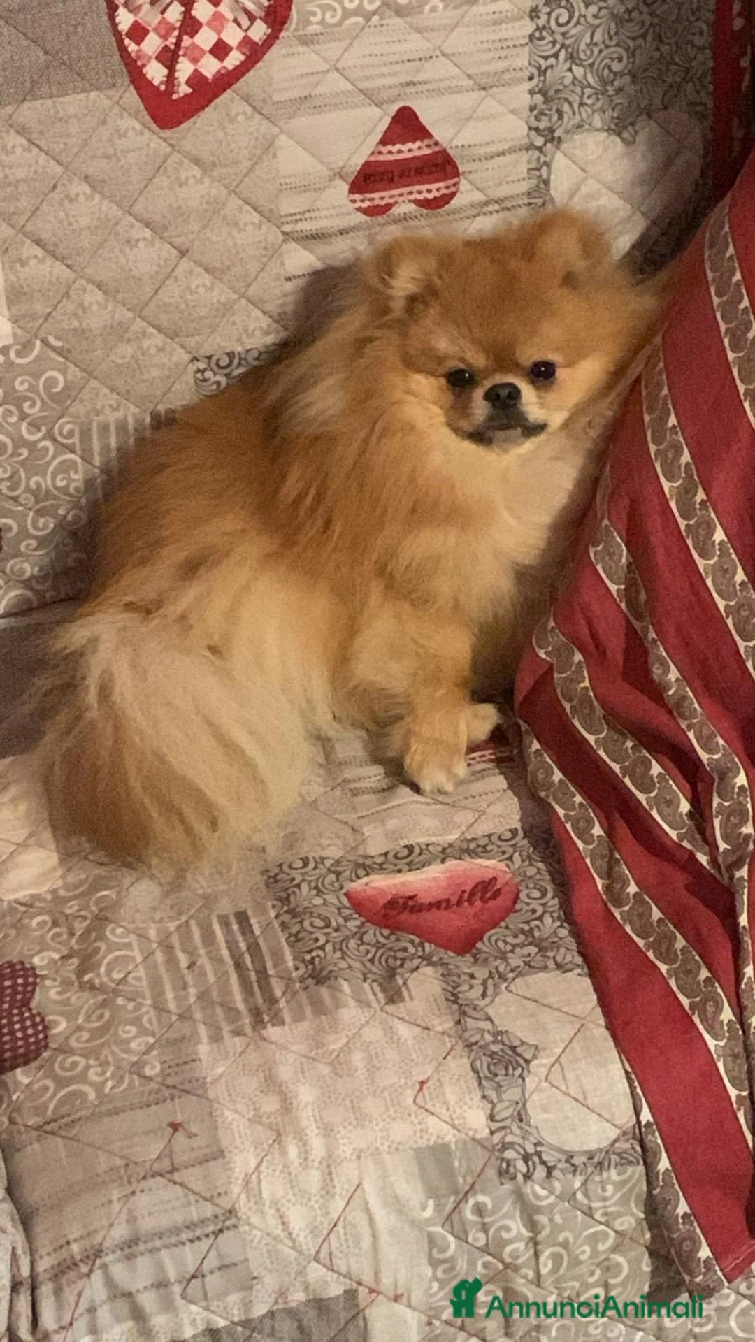 Spitz cani per accoppiamento: Spitz nano per accoppiamento  - Annuncio 6