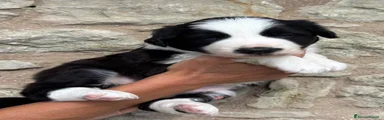 Cucciolo 1