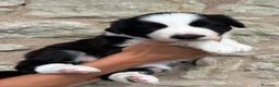 Border Collie cani in vendita: Cuccioli Border Collie linea da lavoro  a Provincia di Modena - Annuncio 4