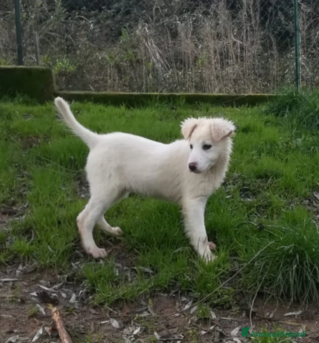 Meticcio cani in regalo: UNA MAMMA PER CARAMELLO - Annuncio 4
