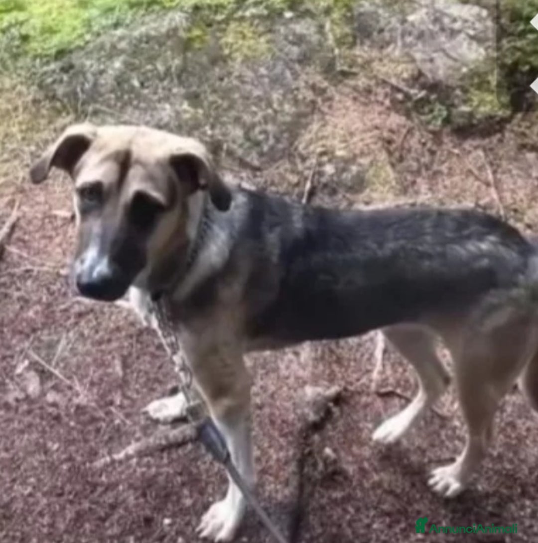 Meticcio cani in regalo: Pastorina 1anno A BREVE IN CANILE! SOS VENEZIA - Annuncio 5