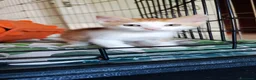 Meticcio gatti in regalo: Sole adorabile gattino a Città Metropolitana di Bologna - Annuncio 2