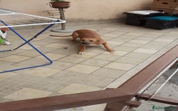 Meticcio cani in regalo: Regalo  - Immagine 3